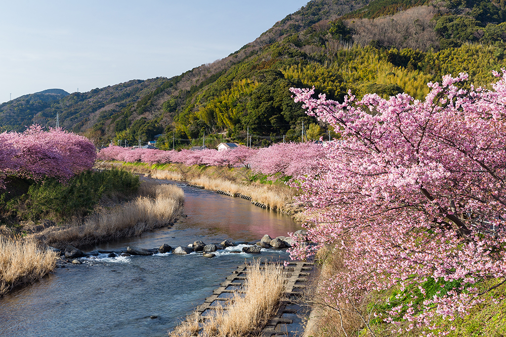 Sakura in Japan